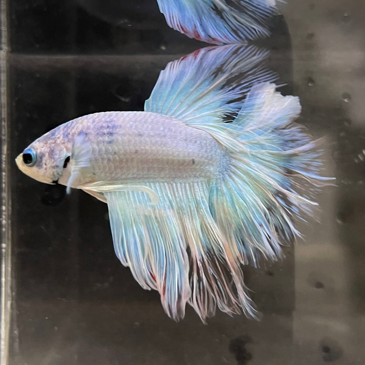 the-fish-farm Male Betta Male Betta - One Only - 2 Choose your favourite Male Betta from The Fish Farm Australia