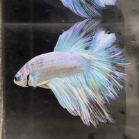 the-fish-farm Male Betta Male Betta - One Only - 2 Choose your favourite Male Betta from The Fish Farm Australia