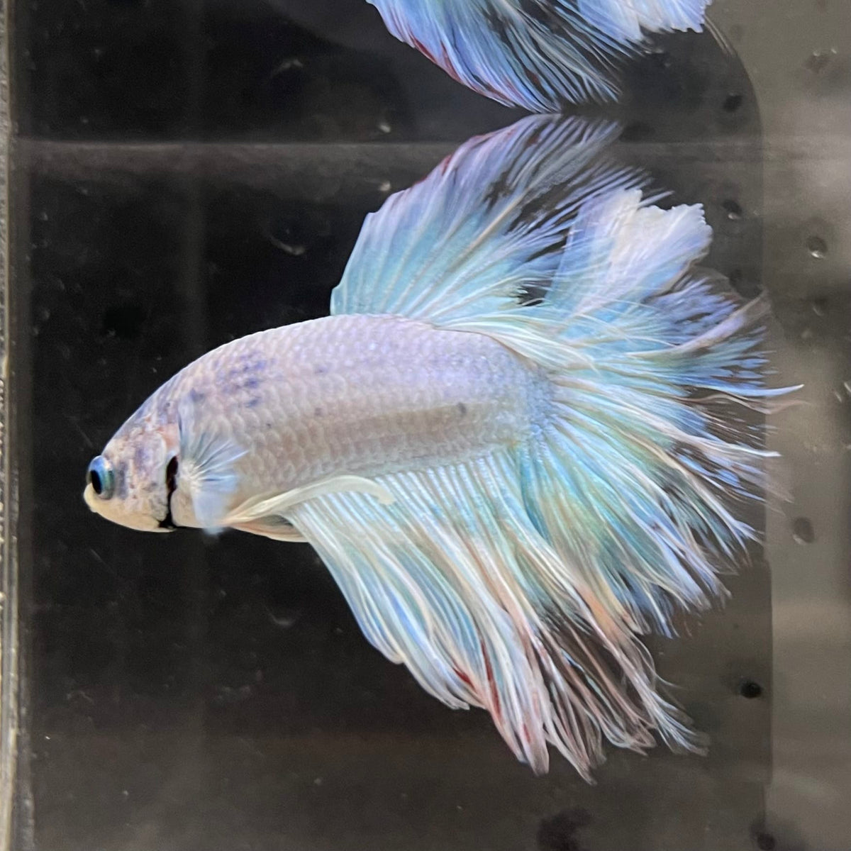 the-fish-farm Male Betta Male Betta - One Only - 2 Choose your favourite Male Betta from The Fish Farm Australia