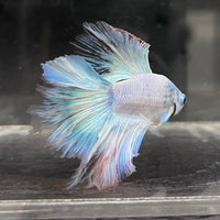 the-fish-farm Male Betta Male Betta - One Only - 2 Choose your favourite Male Betta from The Fish Farm Australia