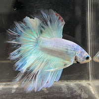 the-fish-farm Male Betta Male Betta - One Only - 2 Choose your favourite Male Betta from The Fish Farm Australia