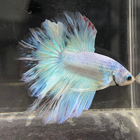 the-fish-farm Male Betta Male Betta - One Only - 2 Choose your favourite Male Betta from The Fish Farm Australia