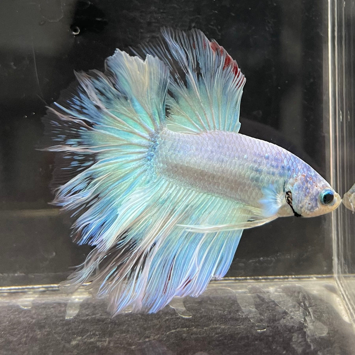 the-fish-farm Male Betta Male Betta - One Only - 2 Choose your favourite Male Betta from The Fish Farm Australia