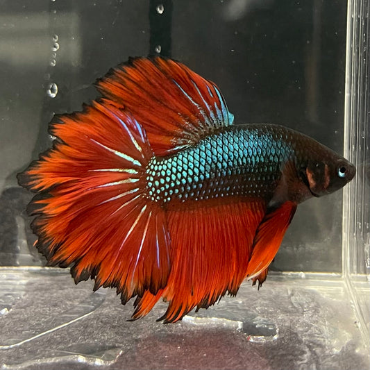 the-fish-farm Male Betta Male Betta - One Only - 2 Choose your favourite Male Betta from The Fish Farm Australia