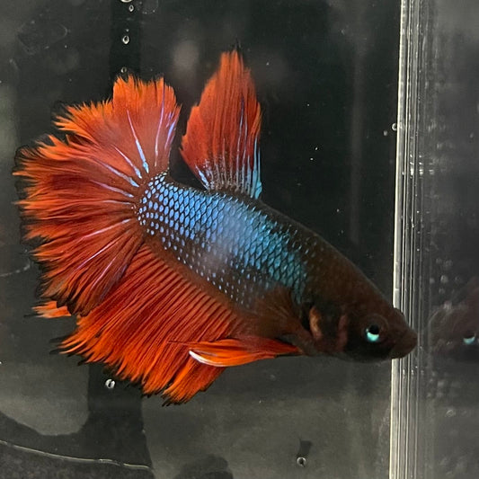 the-fish-farm Male Betta Male Betta - One Only - 2 Choose your favourite Male Betta from The Fish Farm Australia