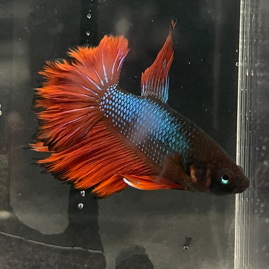 the-fish-farm Male Betta Male Betta - One Only - 2 Choose your favourite Male Betta from The Fish Farm Australia
