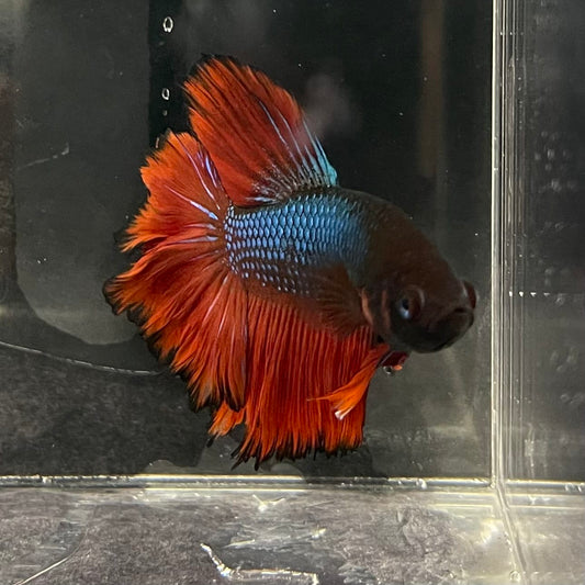 the-fish-farm Male Betta Male Betta - One Only - 2 Choose your favourite Male Betta from The Fish Farm Australia