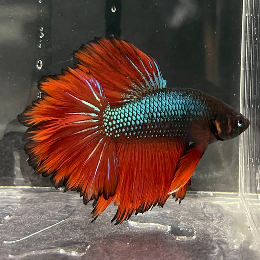 the-fish-farm Male Betta Male Betta - One Only - 2 Choose your favourite Male Betta from The Fish Farm Australia