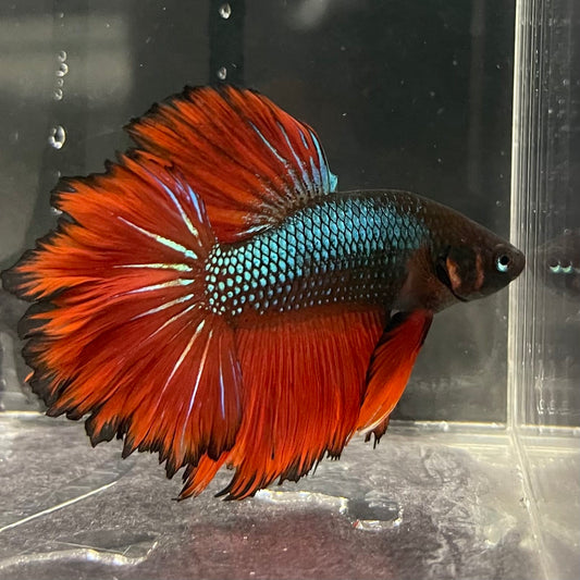 the-fish-farm Male Betta Male Betta - One Only - 2 Choose your favourite Male Betta from The Fish Farm Australia