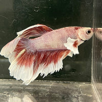 the-fish-farm Male Betta Male Betta - One Only - 2 Choose your favourite Male Betta from The Fish Farm Australia