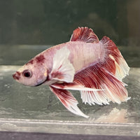 the-fish-farm Male Betta Male Betta - One Only - 2 Choose your favourite Male Betta from The Fish Farm Australia