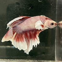 the-fish-farm Male Betta Male Betta - One Only - 2 Choose your favourite Male Betta from The Fish Farm Australia