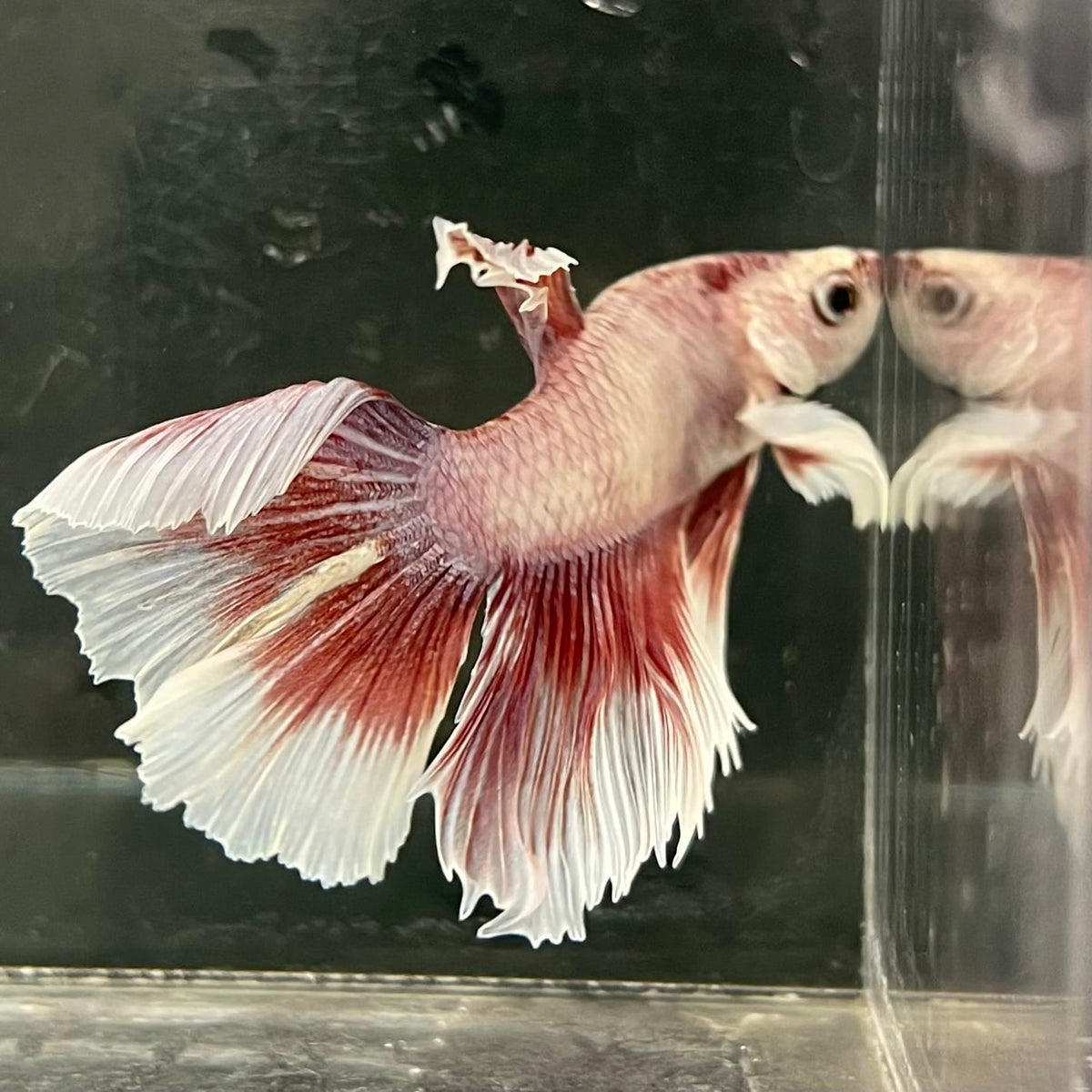 the-fish-farm Male Betta Male Betta - One Only - 2 Choose your favourite Male Betta from The Fish Farm Australia
