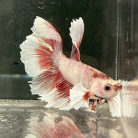 the-fish-farm Male Betta Male Betta - One Only - 2 Choose your favourite Male Betta from The Fish Farm Australia
