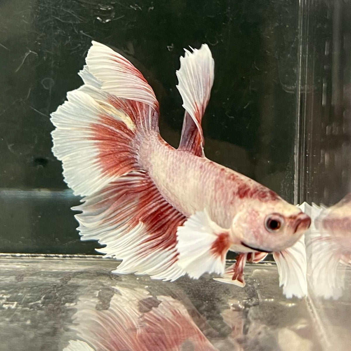 the-fish-farm Male Betta Male Betta - One Only - 2 Choose your favourite Male Betta from The Fish Farm Australia