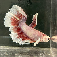 the-fish-farm Male Betta Male Betta - One Only - 2 Choose your favourite Male Betta from The Fish Farm Australia