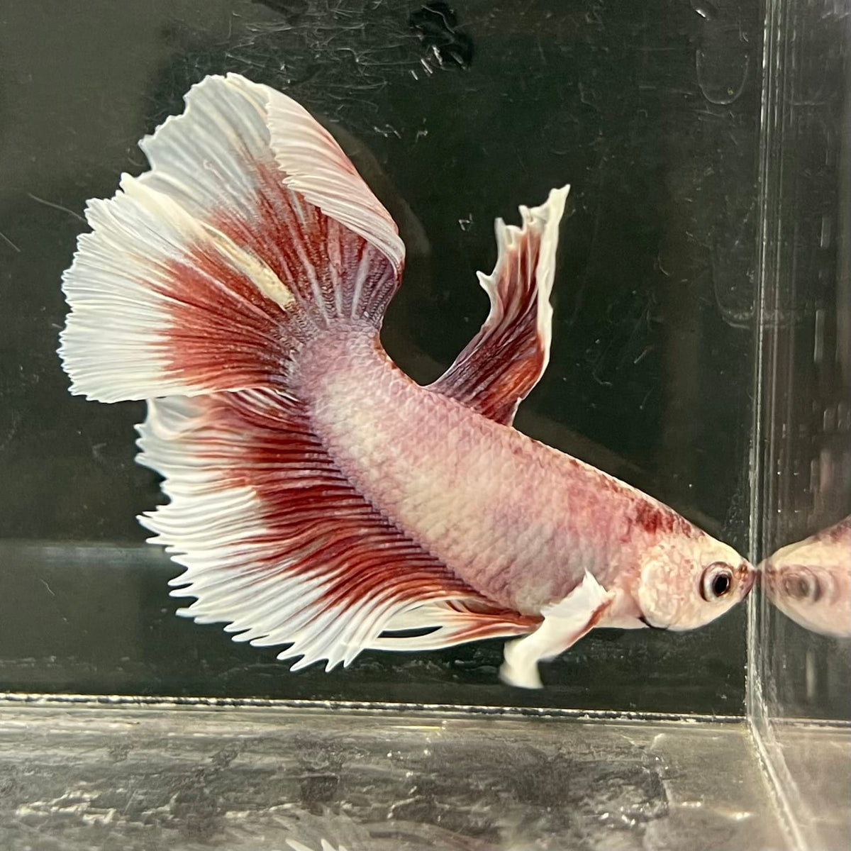 the-fish-farm Male Betta Male Betta - One Only - 2 Choose your favourite Male Betta from The Fish Farm Australia