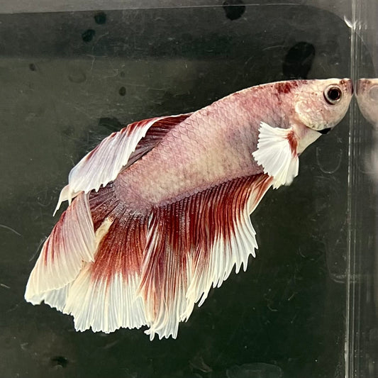 the-fish-farm Male Betta Male Betta - One Only - 2 Choose your favourite Male Betta from The Fish Farm Australia