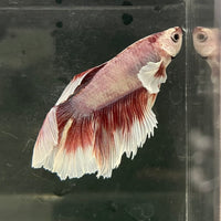 the-fish-farm Male Betta Male Betta - One Only - 2 Choose your favourite Male Betta from The Fish Farm Australia