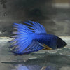 the-fish-farm Male Betta Male Betta - One Only - 2 Choose your favourite Male Betta from The Fish Farm Australia