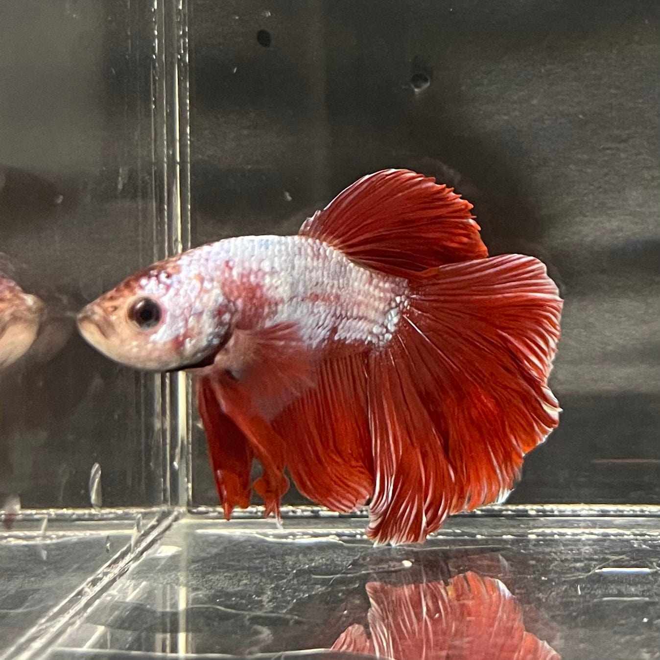 the-fish-farm Male Betta Male Betta - One Only - 20 Choose your favourite Male Betta from The Fish Farm Australia