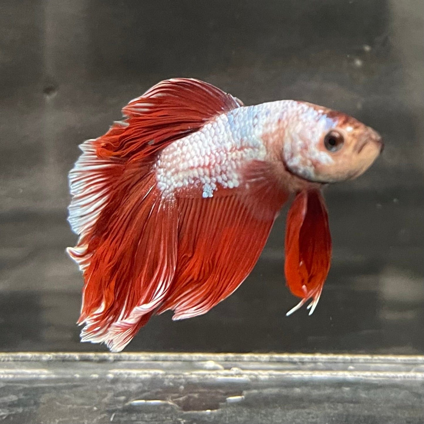 the-fish-farm Male Betta Male Betta - One Only - 20 Choose your favourite Male Betta from The Fish Farm Australia