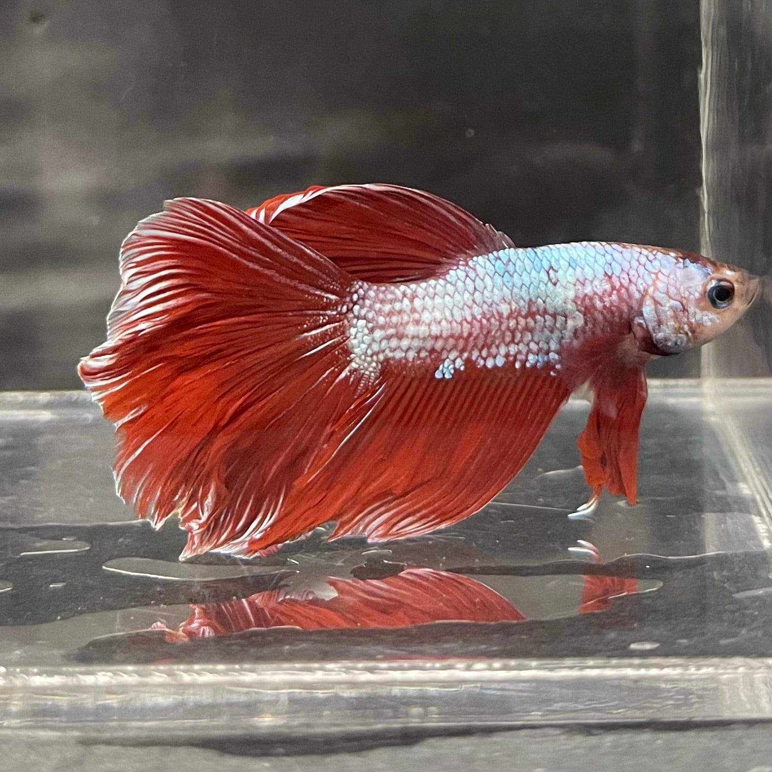 the-fish-farm Male Betta Male Betta - One Only - 20 Choose your favourite Male Betta from The Fish Farm Australia