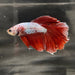 the-fish-farm Male Betta Male Betta - One Only - 20 Choose your favourite Male Betta from The Fish Farm Australia