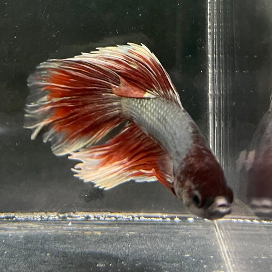 the-fish-farm Male Betta Male Betta - One Only - 20 Choose your favourite Male Betta from The Fish Farm Australia