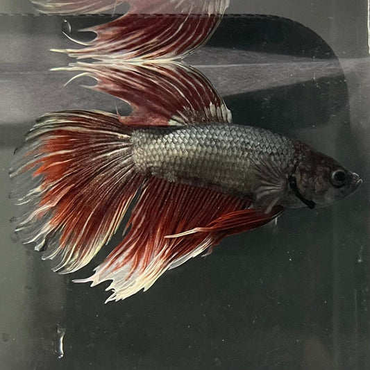 the-fish-farm Male Betta Male Betta - One Only - 20 Choose your favourite Male Betta from The Fish Farm Australia