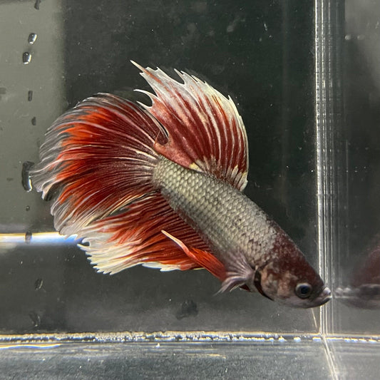 the-fish-farm Male Betta Male Betta - One Only - 20 Choose your favourite Male Betta from The Fish Farm Australia