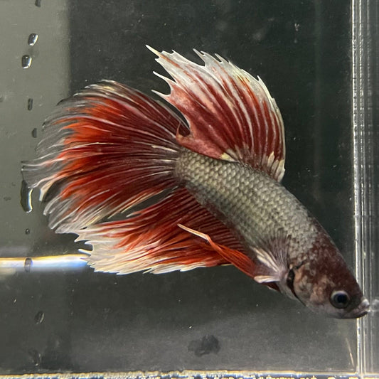 the-fish-farm Male Betta Male Betta - One Only - 20 Choose your favourite Male Betta from The Fish Farm Australia