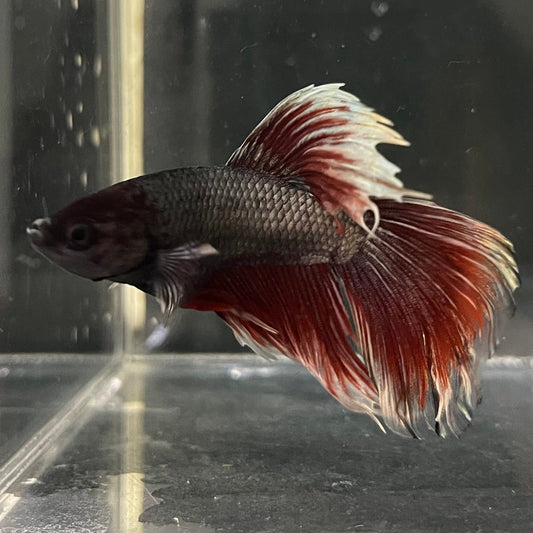 the-fish-farm Male Betta Male Betta - One Only - 20 Choose your favourite Male Betta from The Fish Farm Australia