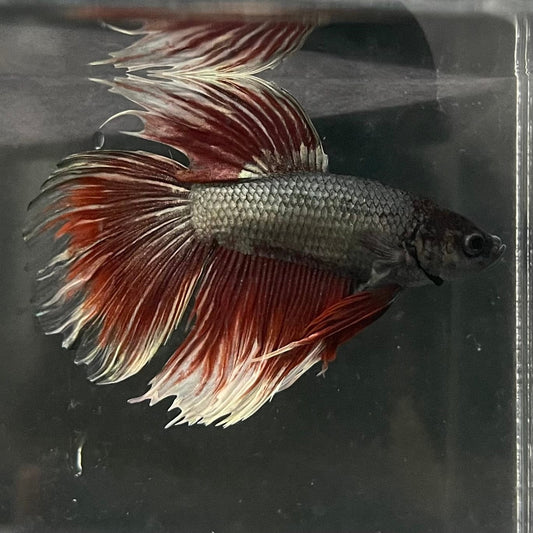 the-fish-farm Male Betta Male Betta - One Only - 20 Choose your favourite Male Betta from The Fish Farm Australia