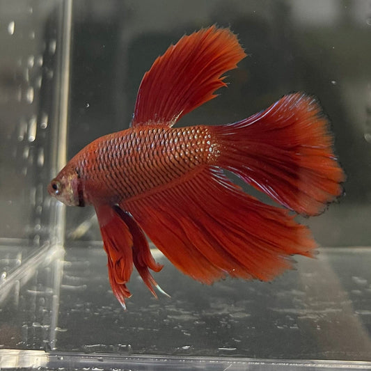 the-fish-farm Male Betta Male Betta - One Only - 20 Choose your favourite Male Betta from The Fish Farm Australia