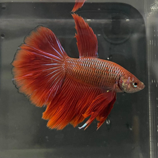 the-fish-farm Male Betta Male Betta - One Only - 20 Choose your favourite Male Betta from The Fish Farm Australia