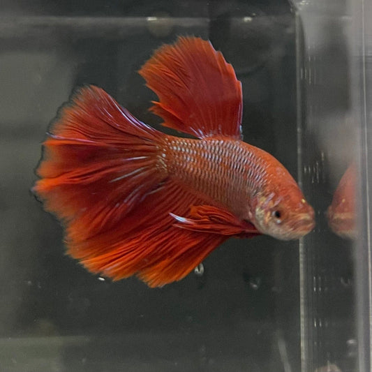 the-fish-farm Male Betta Male Betta - One Only - 20 Choose your favourite Male Betta from The Fish Farm Australia