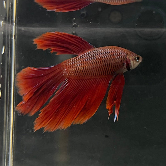 the-fish-farm Male Betta Male Betta - One Only - 20 Choose your favourite Male Betta from The Fish Farm Australia