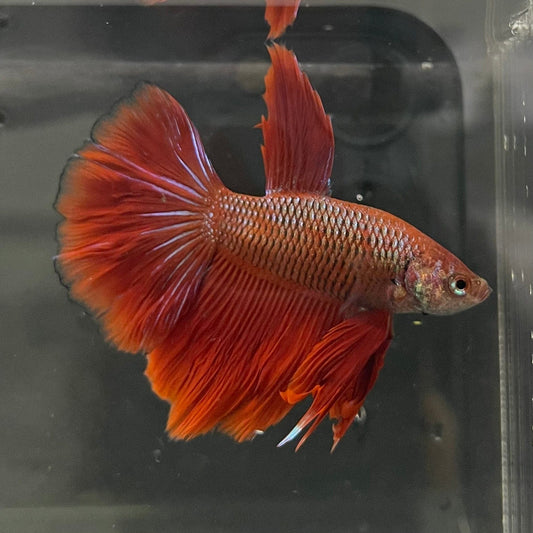 the-fish-farm Male Betta Male Betta - One Only - 20 Choose your favourite Male Betta from The Fish Farm Australia