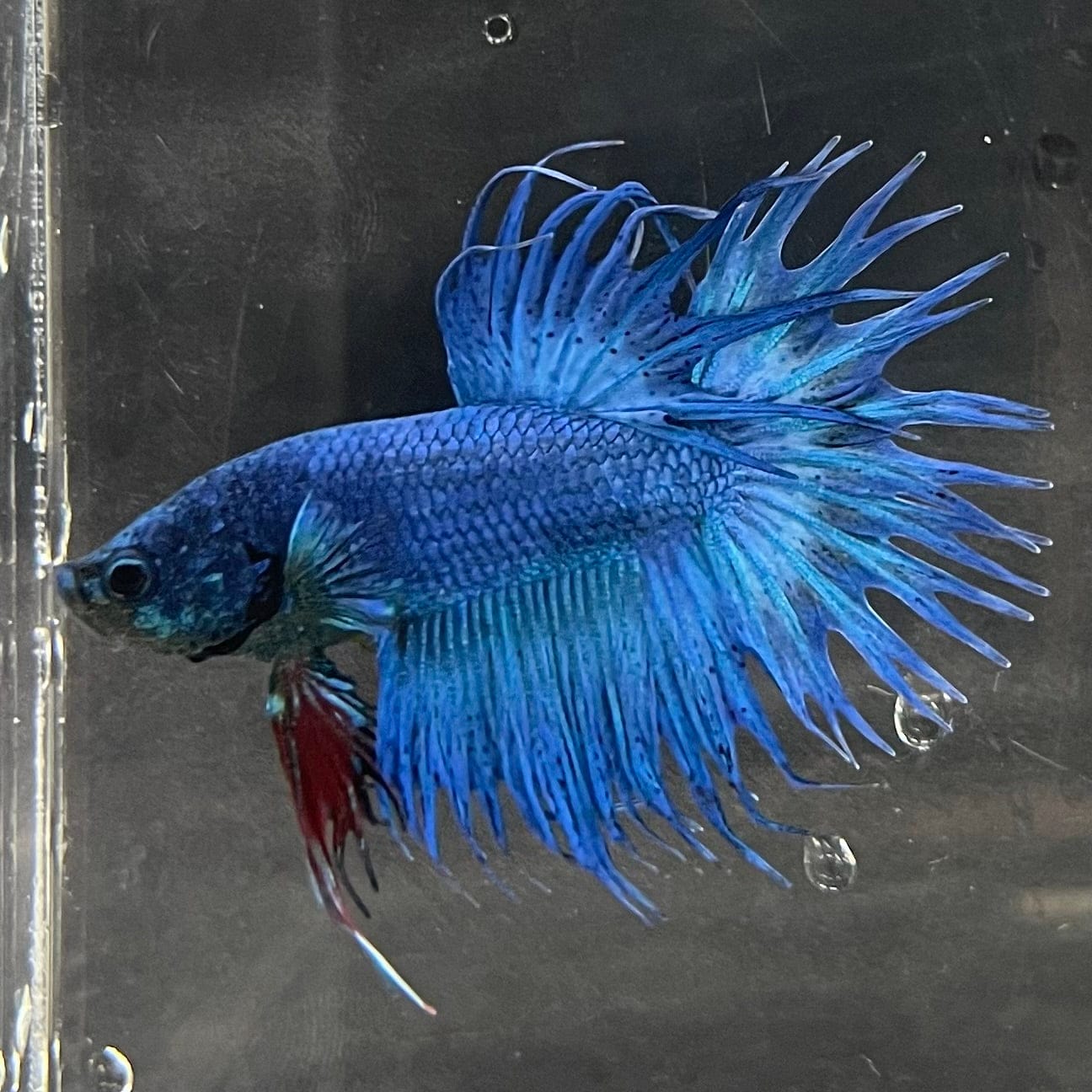 the-fish-farm Male Betta Male Betta - One Only - 20 Choose your favourite Male Betta from The Fish Farm Australia