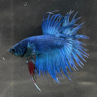 the-fish-farm Male Betta Male Betta - One Only - 20 Choose your favourite Male Betta from The Fish Farm Australia