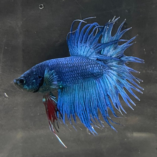 the-fish-farm Male Betta Male Betta - One Only - 20 Choose your favourite Male Betta from The Fish Farm Australia