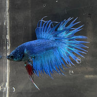 the-fish-farm Male Betta Male Betta - One Only - 20 Choose your favourite Male Betta from The Fish Farm Australia