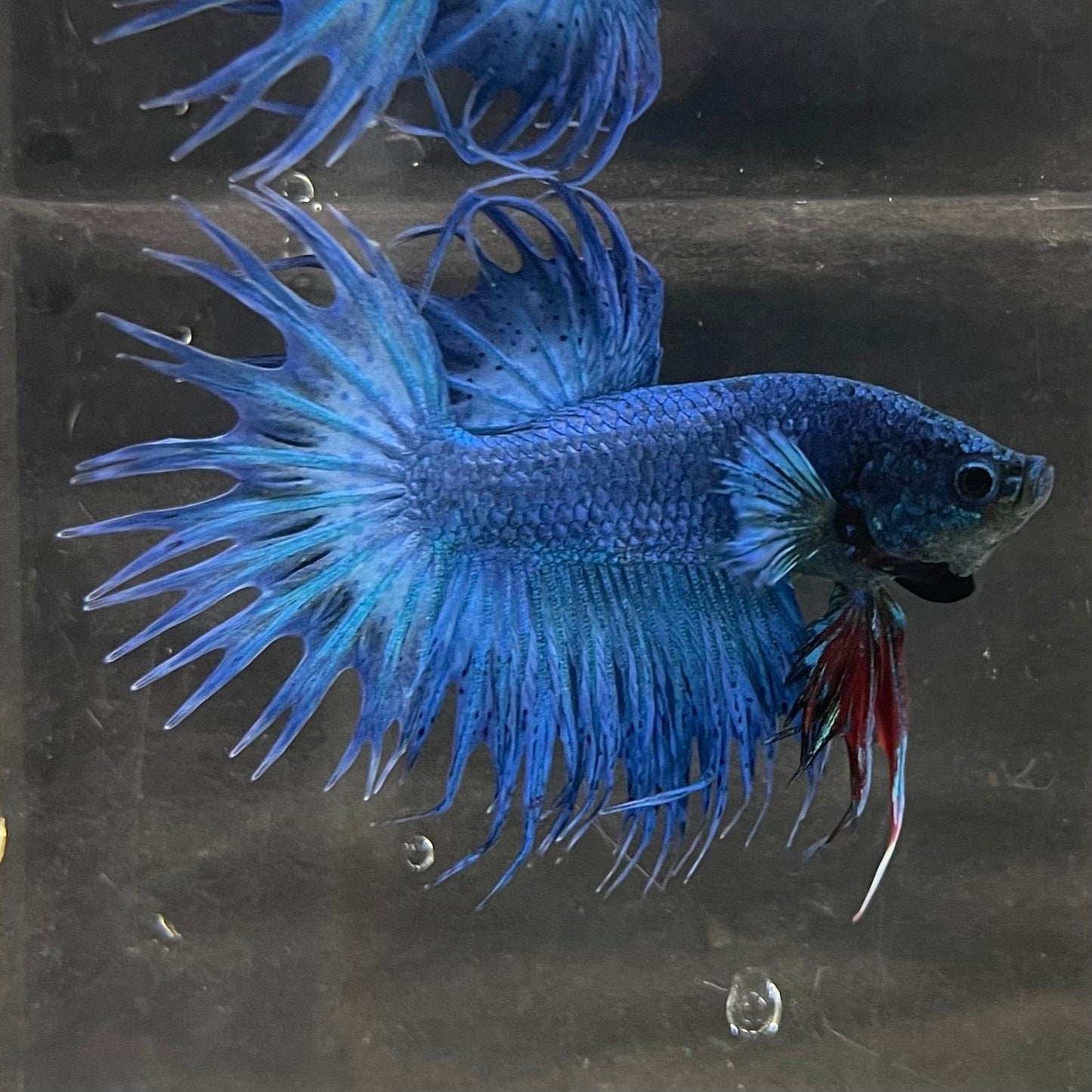 the-fish-farm Male Betta Male Betta - One Only - 20 Choose your favourite Male Betta from The Fish Farm Australia