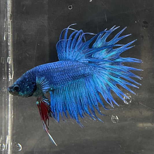 the-fish-farm Male Betta Male Betta - One Only - 20 Choose your favourite Male Betta from The Fish Farm Australia