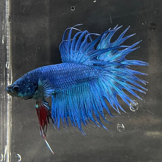 the-fish-farm Male Betta Male Betta - One Only - 20 Choose your favourite Male Betta from The Fish Farm Australia