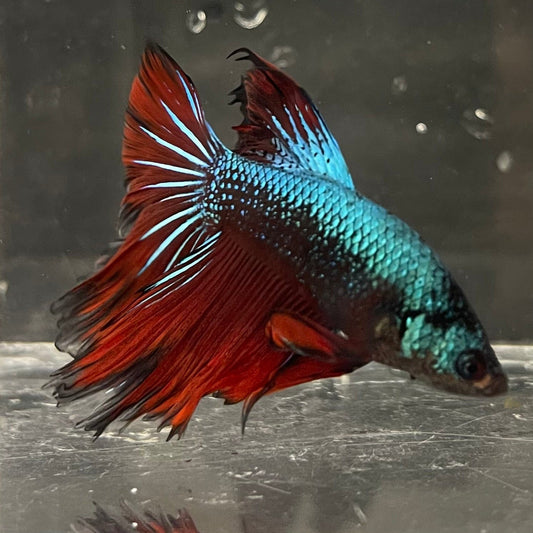 the-fish-farm Male Betta Male Betta - One Only - 20 Choose your favourite Male Betta from The Fish Farm Australia