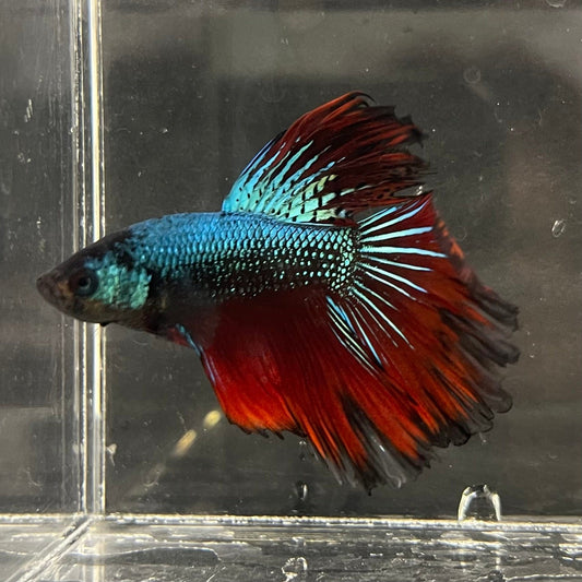 the-fish-farm Male Betta Male Betta - One Only - 20 Choose your favourite Male Betta from The Fish Farm Australia