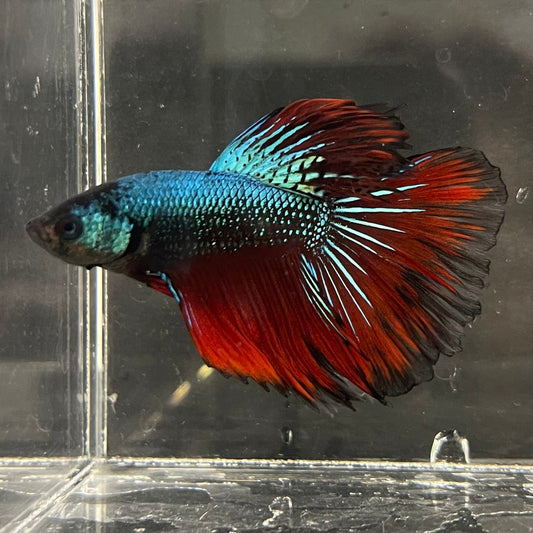 the-fish-farm Male Betta Male Betta - One Only - 20 Choose your favourite Male Betta from The Fish Farm Australia