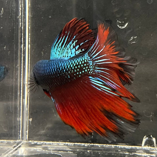 the-fish-farm Male Betta Male Betta - One Only - 20 Choose your favourite Male Betta from The Fish Farm Australia